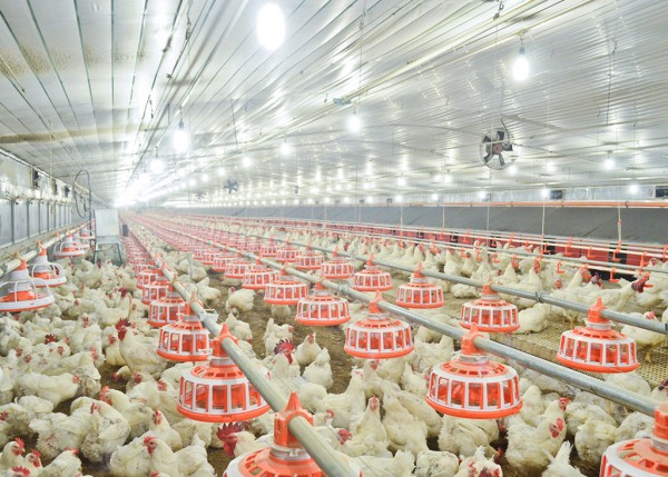 种鸡链盘式喂料系统